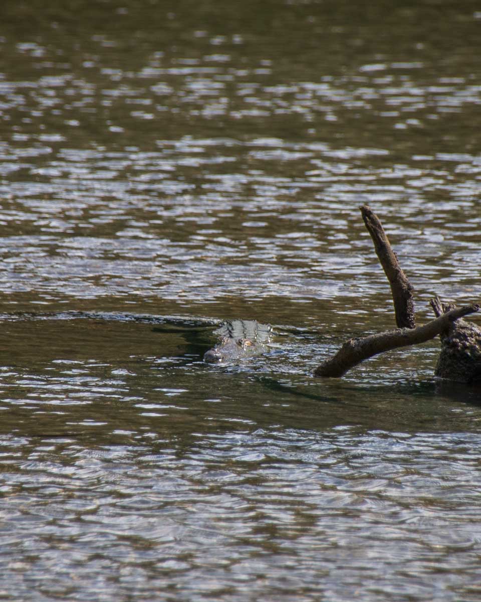 A crocodile in Corcovado National Park