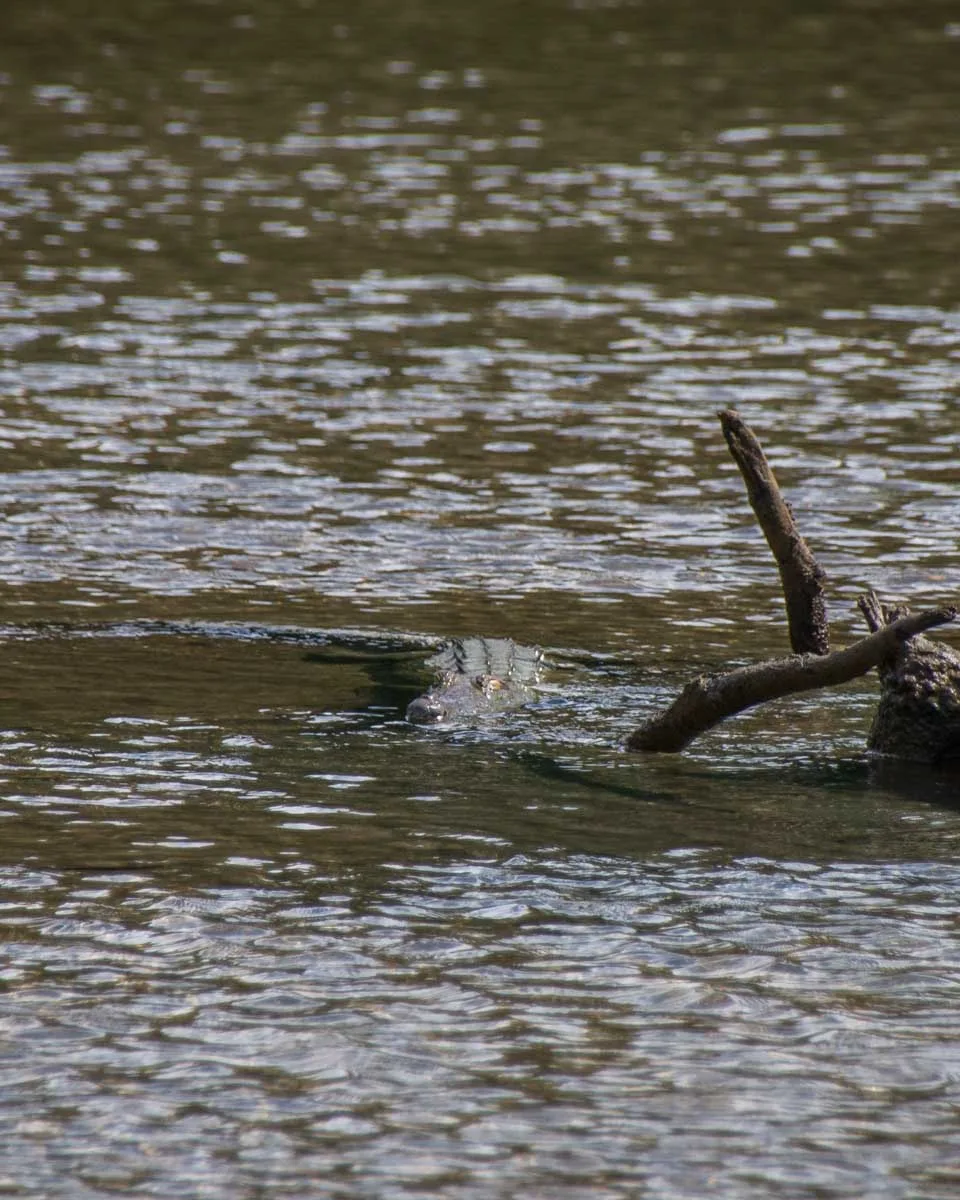 A crocodile in Corcovado National Park