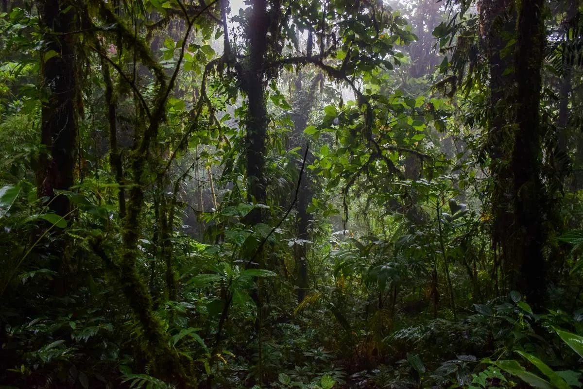 A dark section of cloud forest in Monteverde