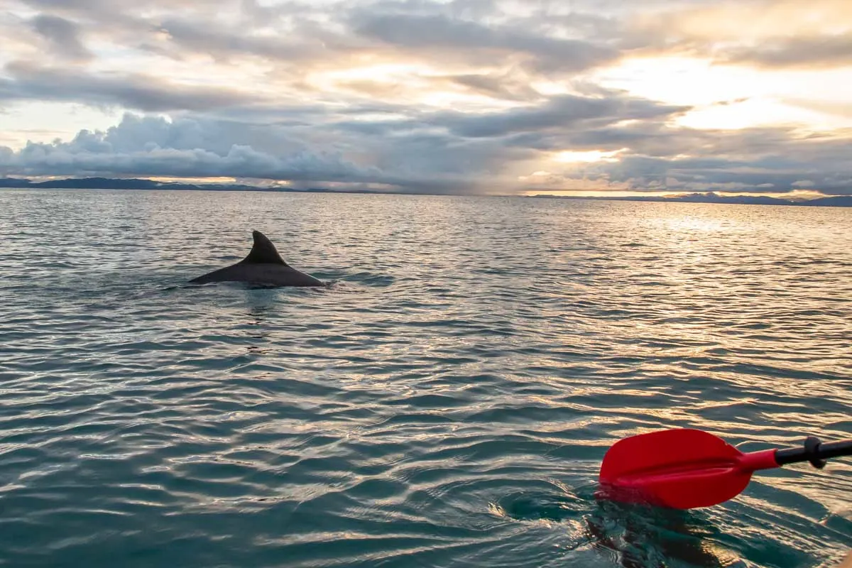 A dolphin swims past on a sunset kayaking trip in Puerto Jimenez