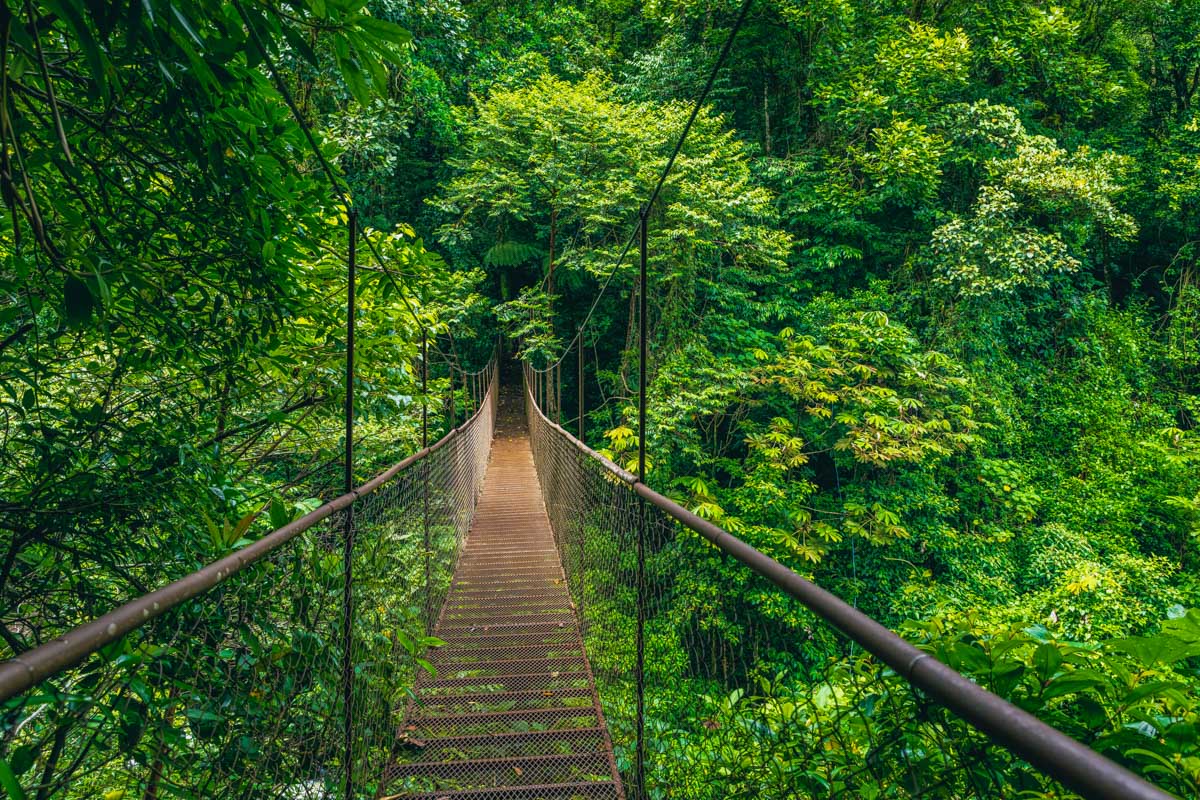 A hanging bridge through thick forest in Monteverde Cloud Forest Reserve Costa Rica
