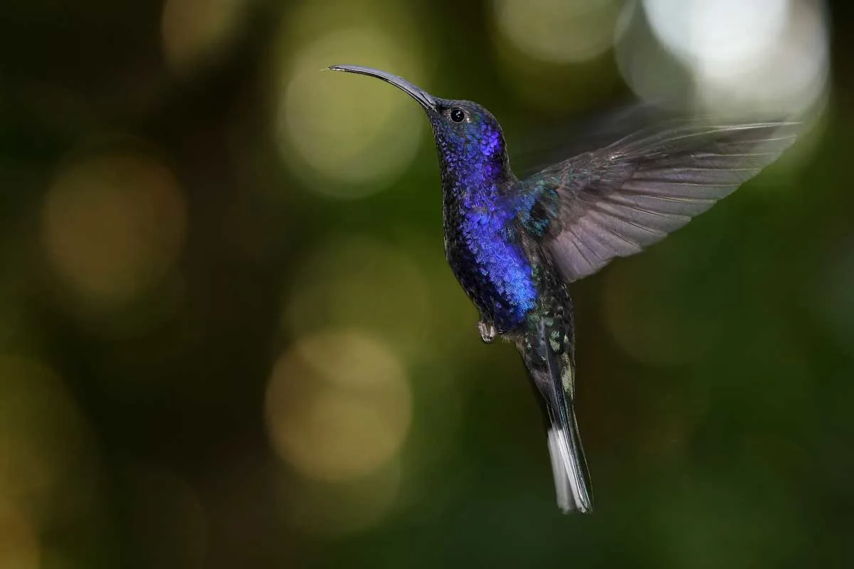 A hummingbird in Monteverde Cloud Forest Reserve in Costa Rica