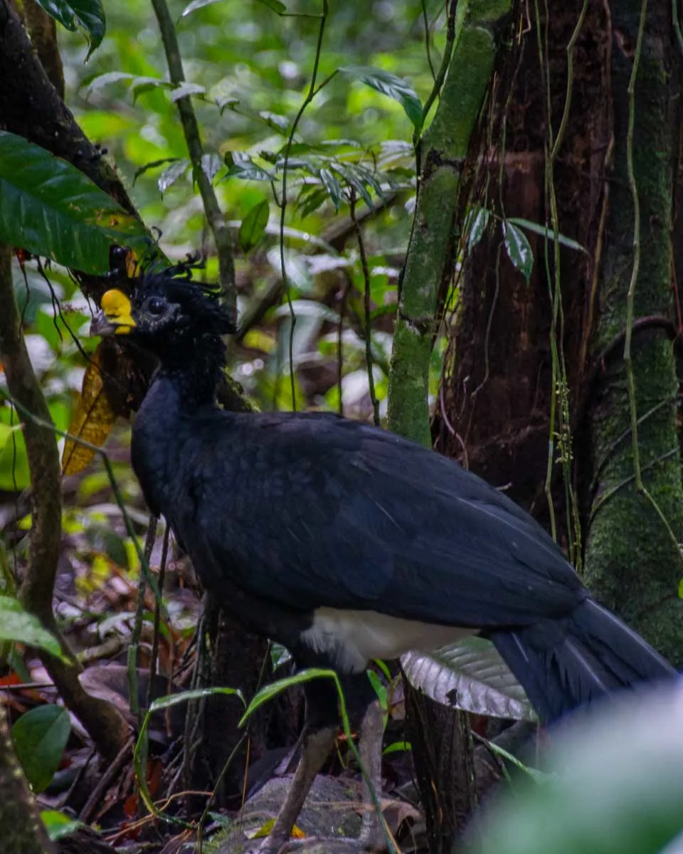 A large bird walks through the forest in Corcovado National Park