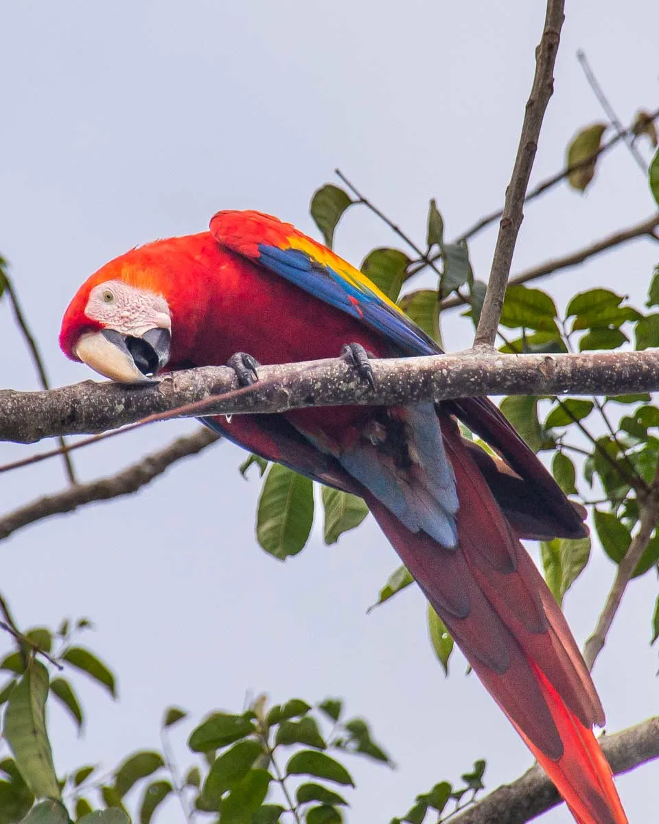 A macaw in a tree on the Osa Peninsula