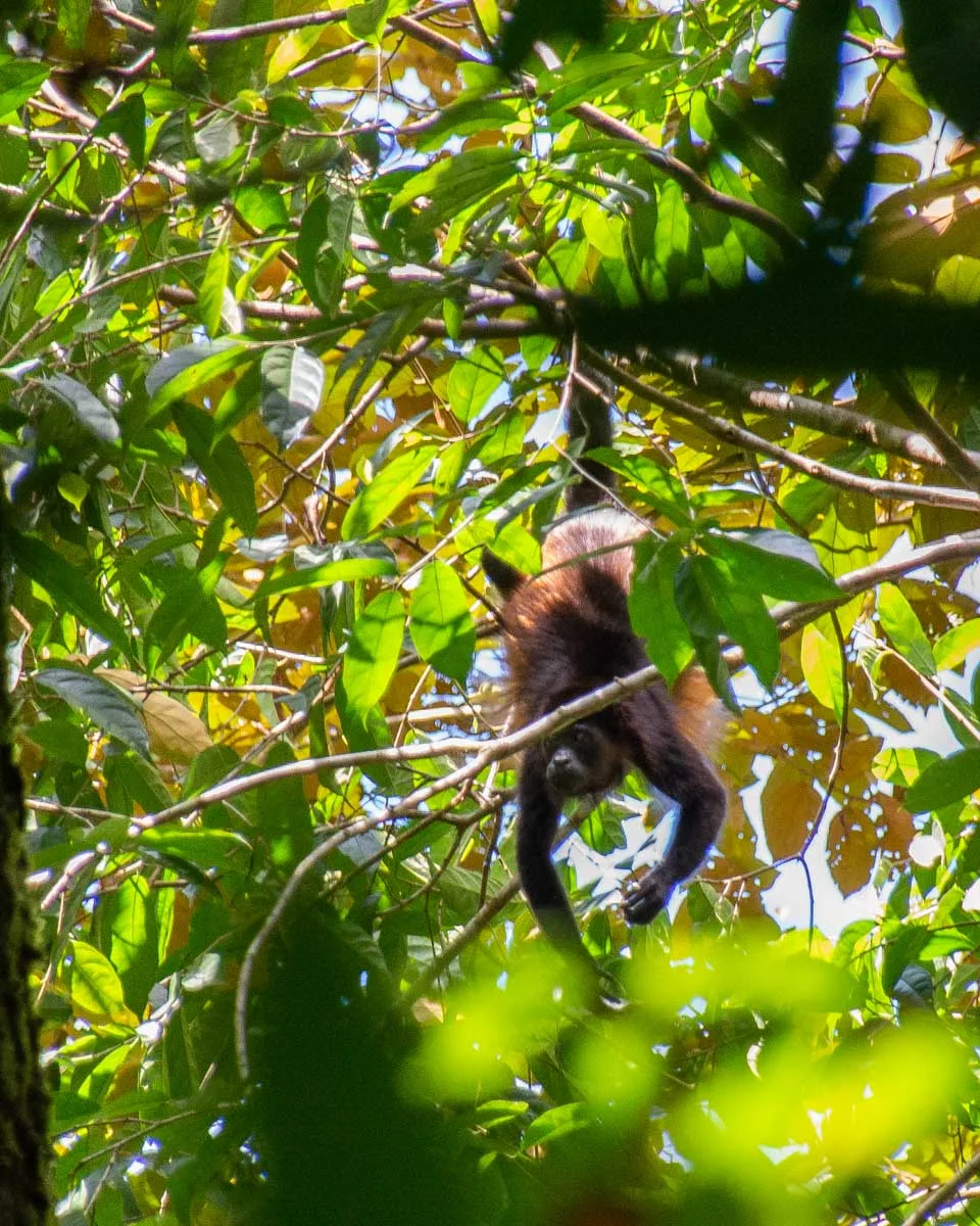 A monkey hangs from a tree in Corcovado National Park, Cost Rica