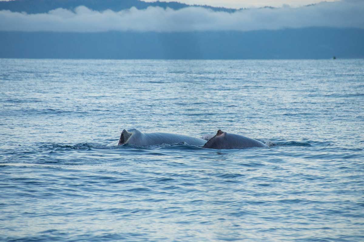 A mother and baby humpback whlae swim off the coast of corcovado National Park in Costa Rica