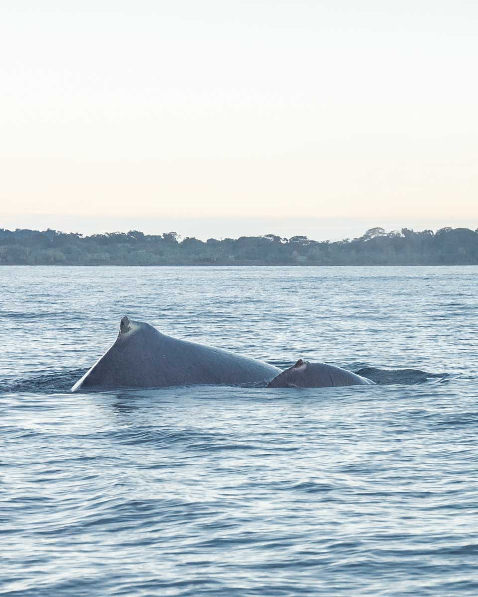 A mother and baby whale swim thorugh the water near Puerto Jimenez on the Osa Peninsula