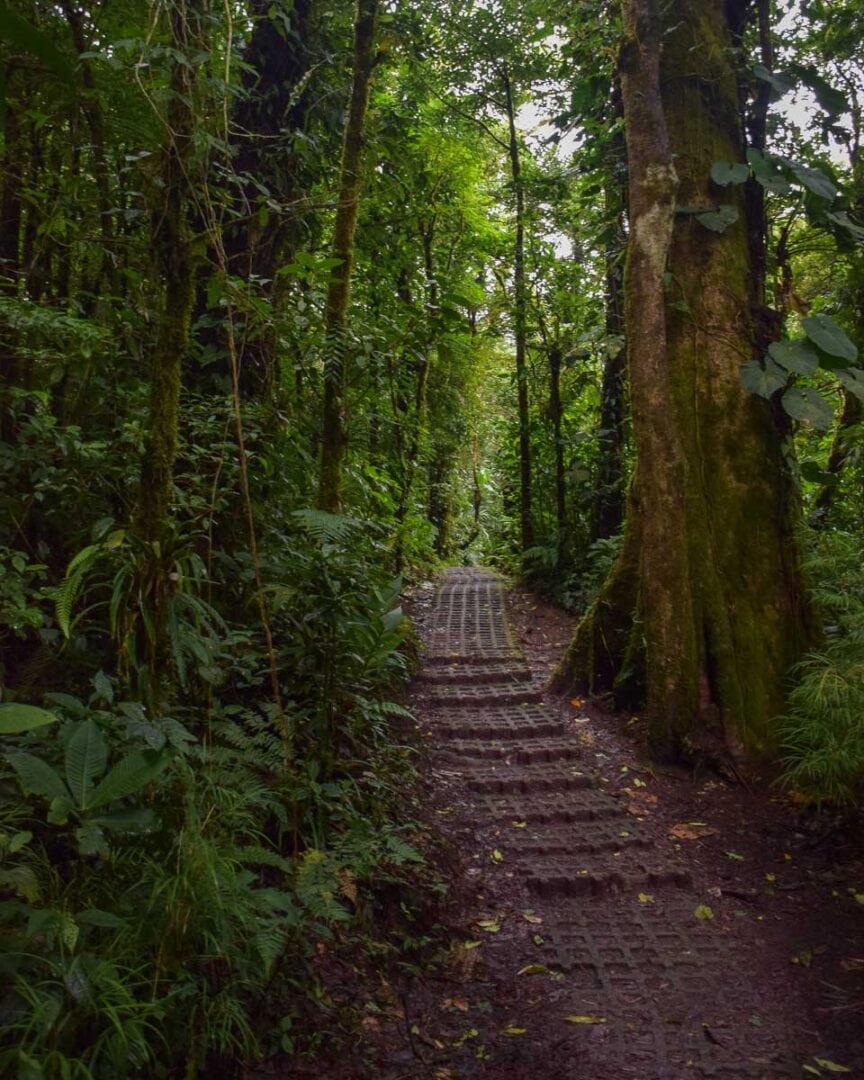 18 Things to KNOW Before Visiting Monteverde Cloud Forest