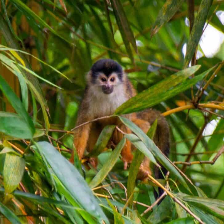 A squirrel monkey in a tree in Corcovado National Park