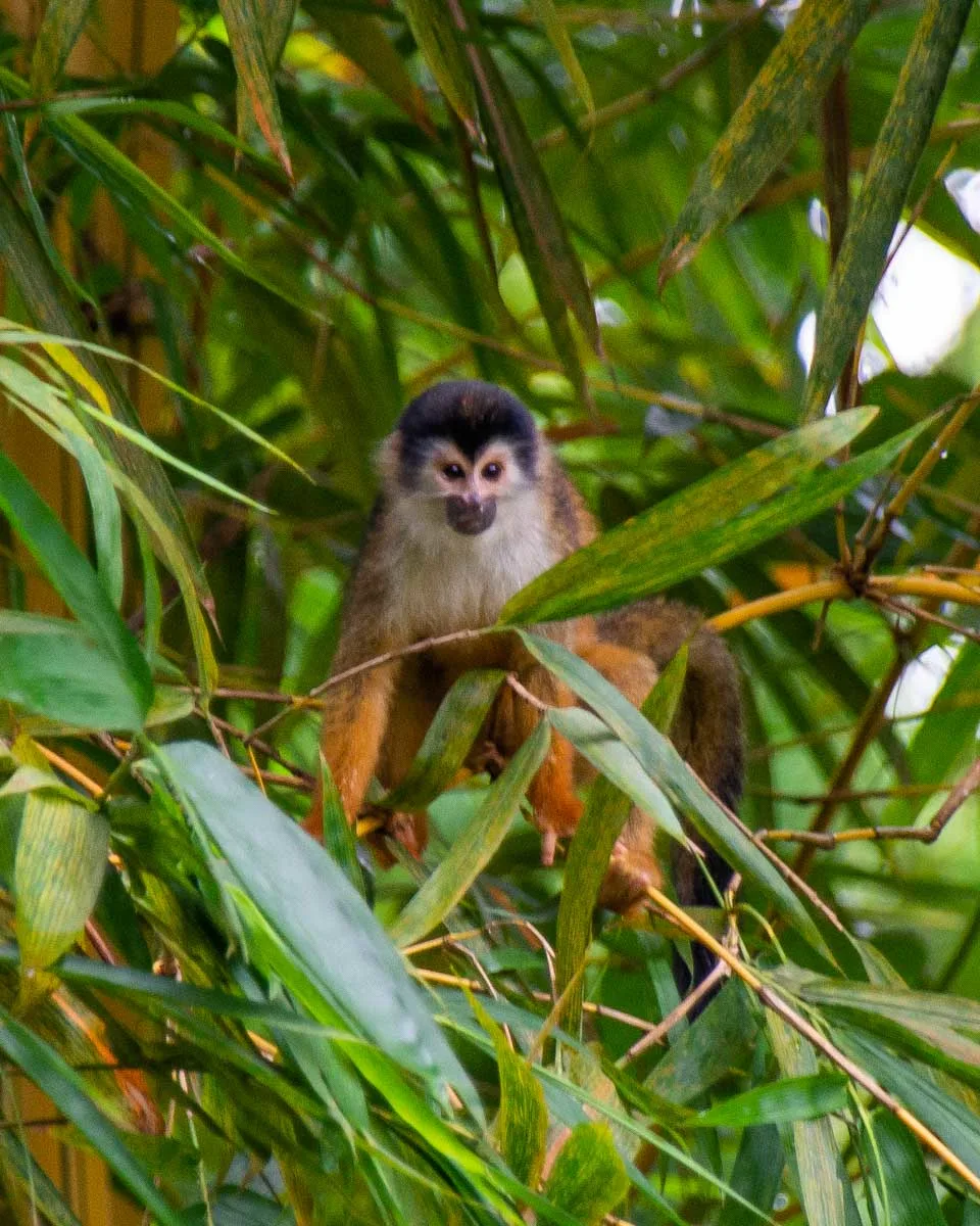 A squirrel monkey in a tree in Corcovado National Park