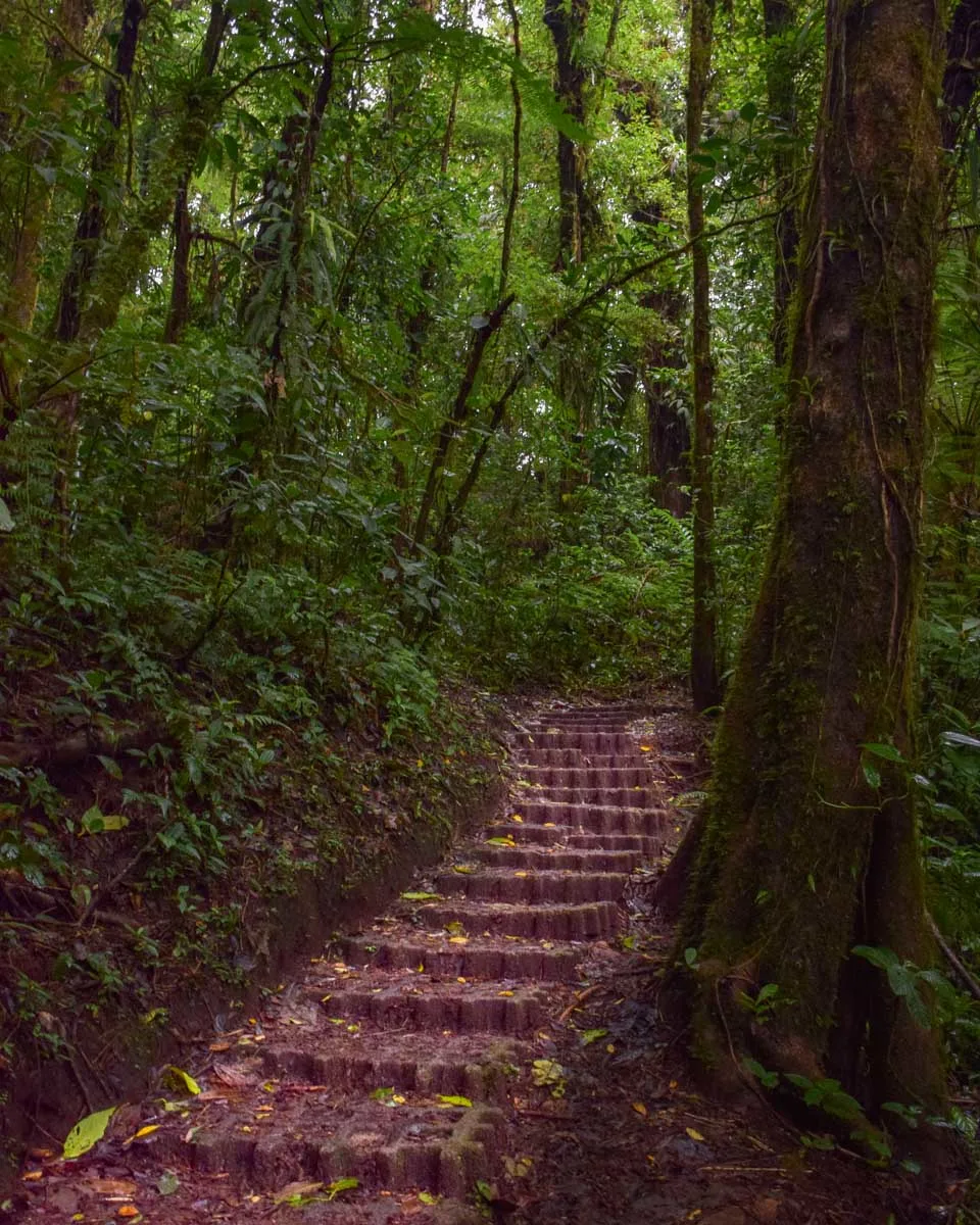 A stone walkway throught he forest in Monteverde Cloud Forest Reserve Costa Rica