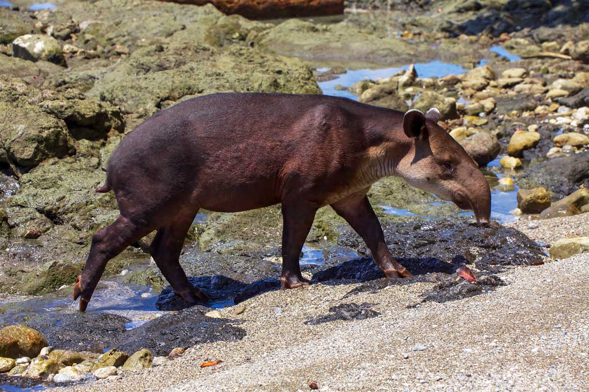 a baird's tapir on the beach at corcovado national park central