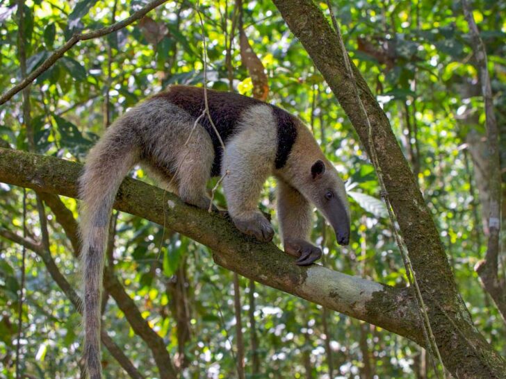 an anteater climbs a tree in Corcovado National Park, Costa Rica