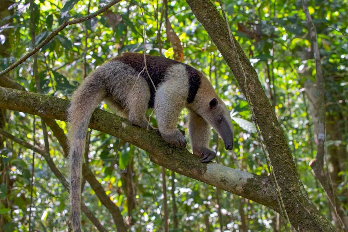 an anteater climbs a tree in Corcovado National Park, Costa Rica