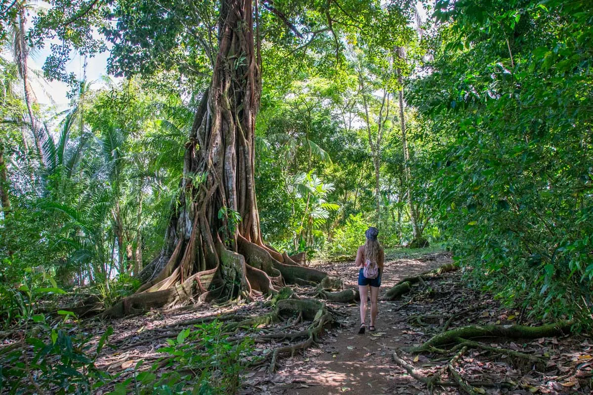 Bailey next to a huge tree in Drake Bay Costa Rica