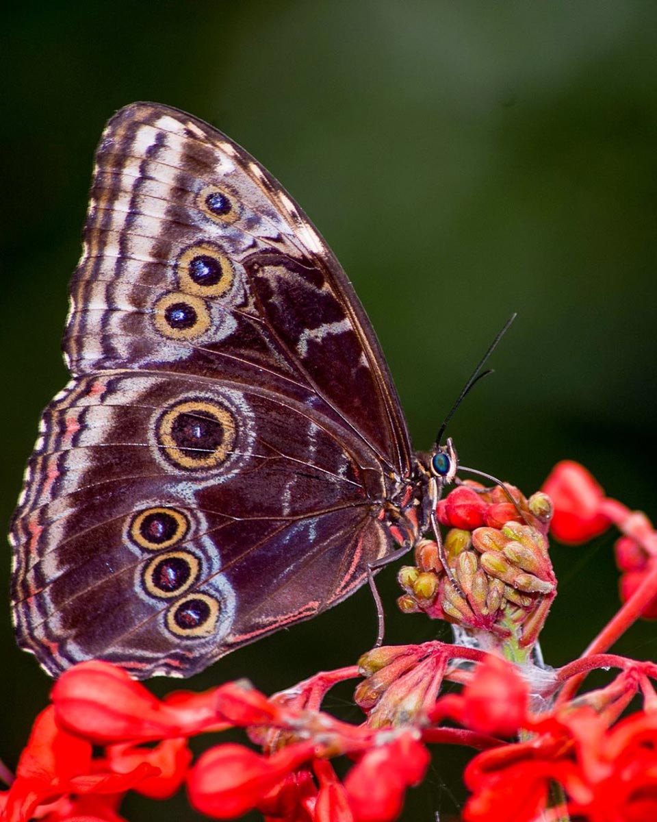 Butterfly at Selvatura Butterfly Garden, Costa Rica