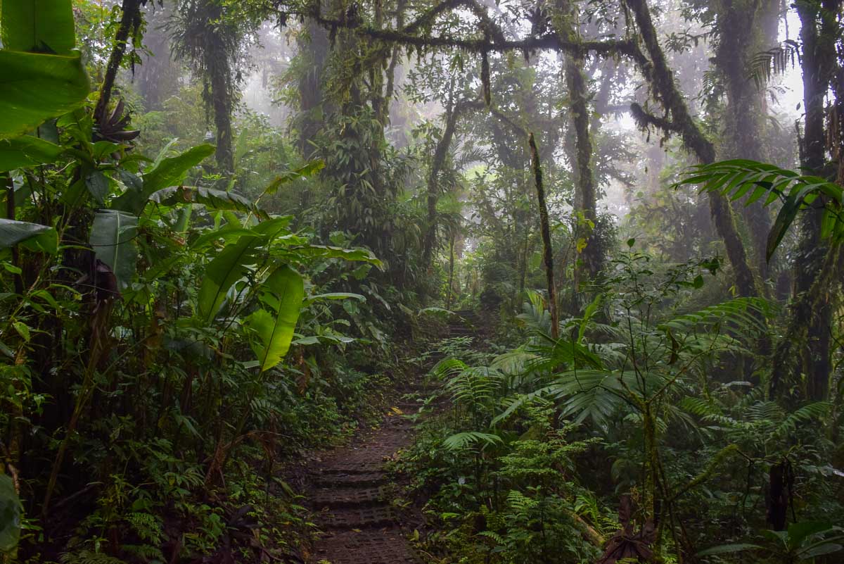 Cloudy and dense jungle in Monteverde Cloud Forest Reserve Costa Rica