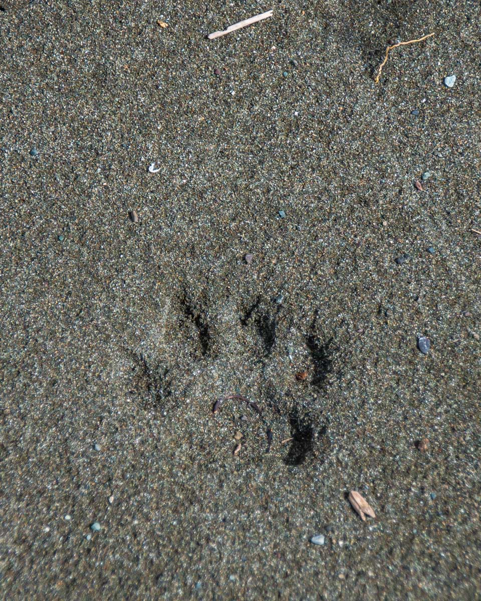 Large cat footprint in Corcovado national Park