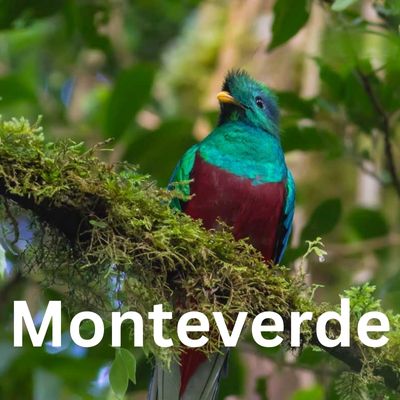 A bird in a tree in Monteverde, Costa Rica