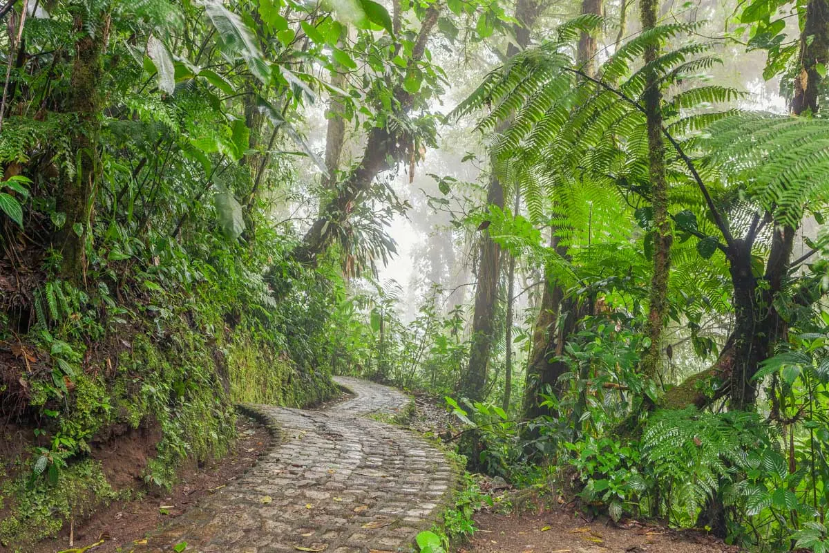 The pathway through thick jungle in Monteverde Cloud Forest Reserve in Costa Rica
