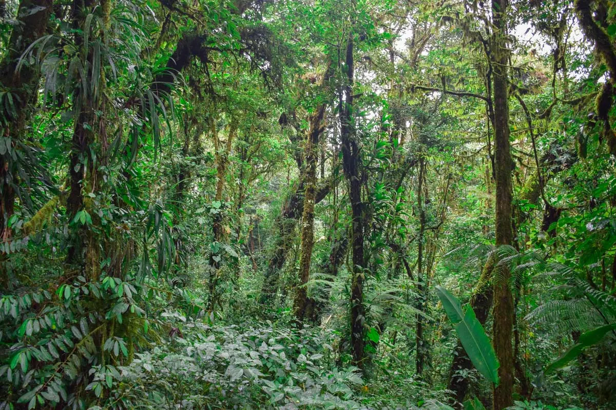 Tropical cloud forest Monteverde, Costa Rica