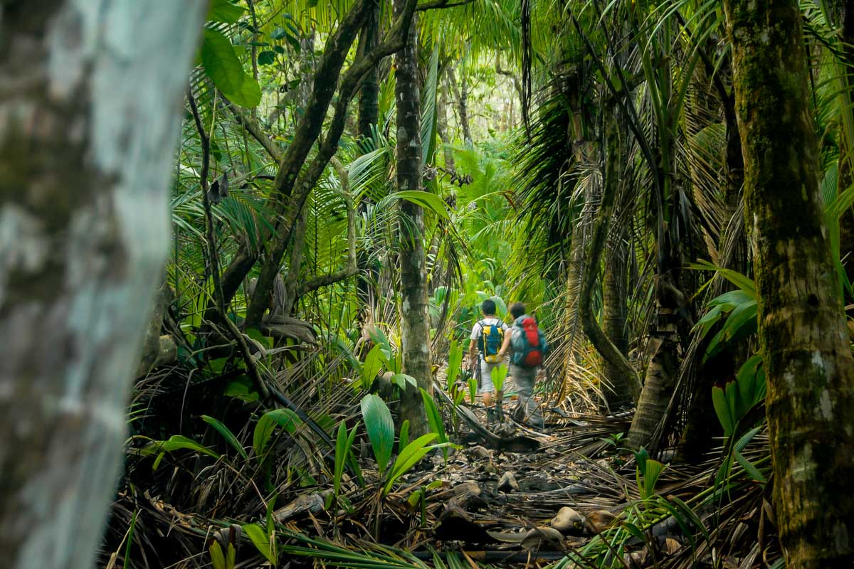 Hiking In the Jungle of the Corcovado