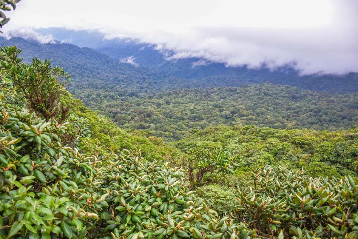 View over the cloud forest in Monteverde Cloud Forest Reserve Costa Rica