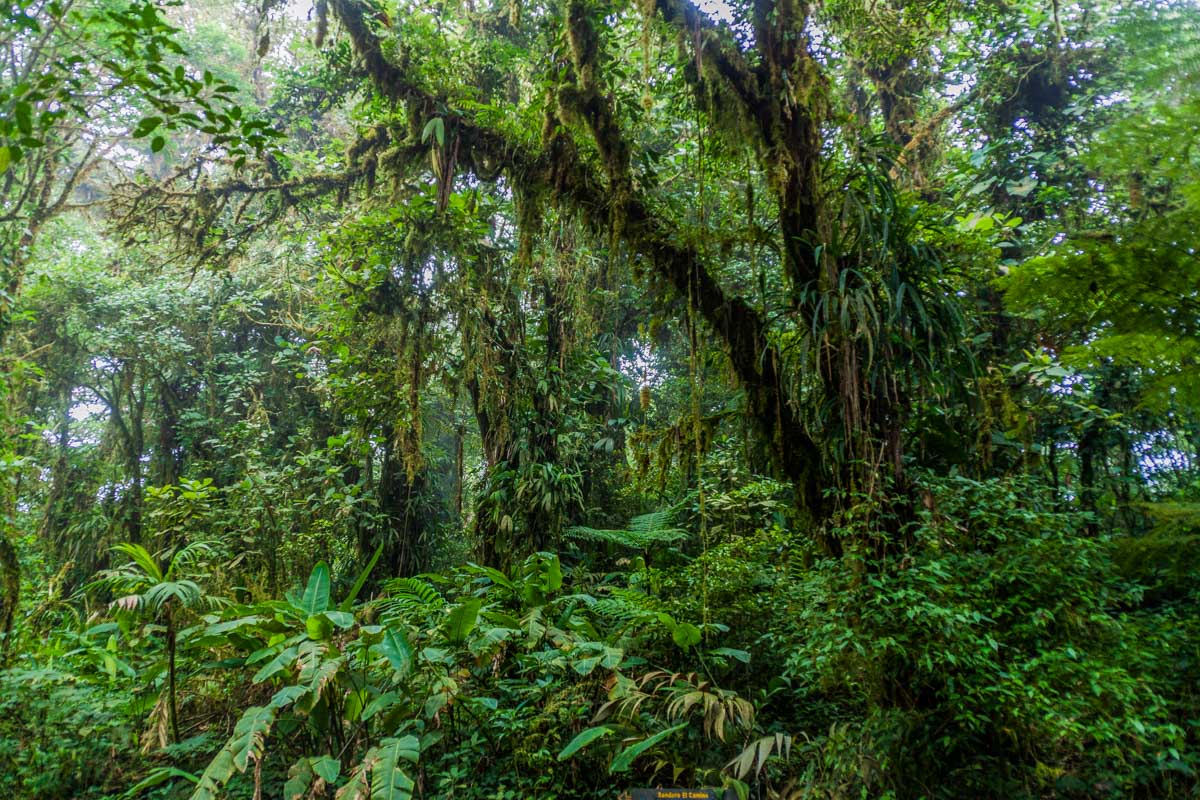 Vines and Moss hang from a tree in Monteverde Cloud Forest