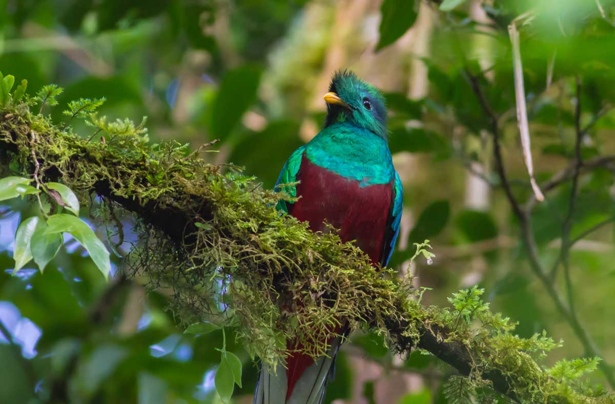 quetzal bird in Monteverde Cloud Forest Reserve