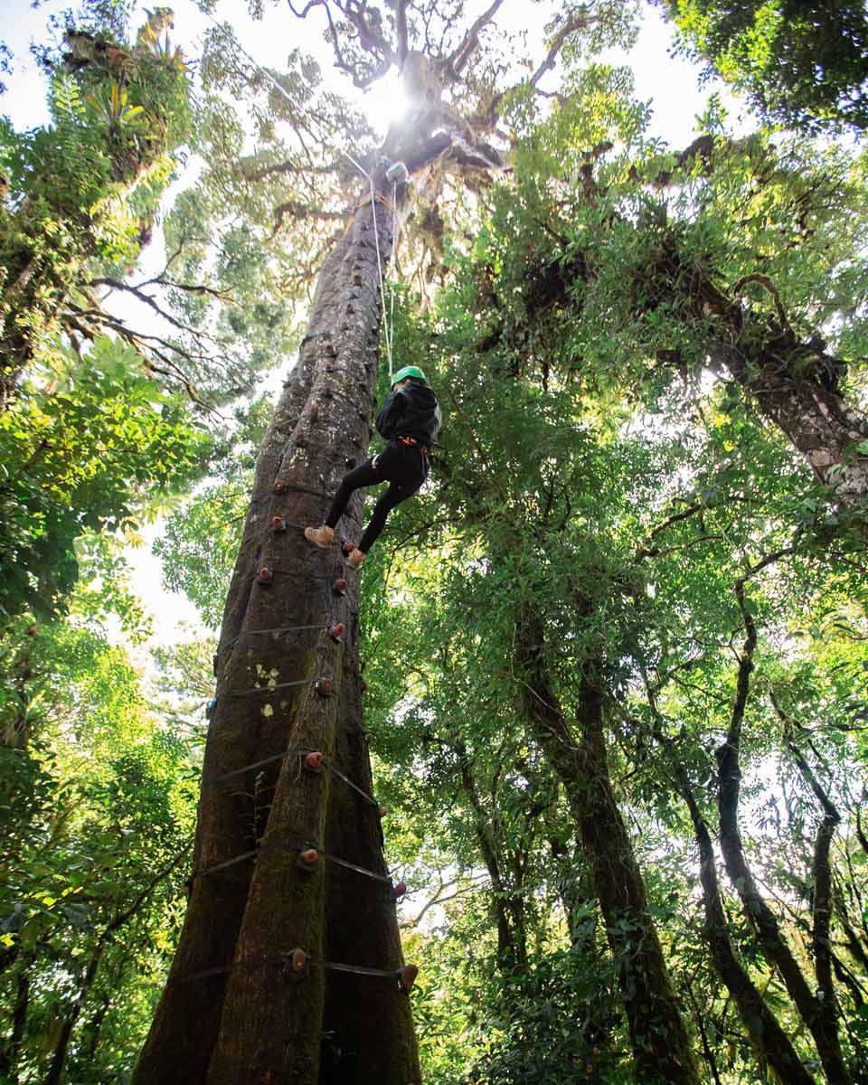 Arboreal tree climbing Sky Adventures Monteverde, Costa Rica