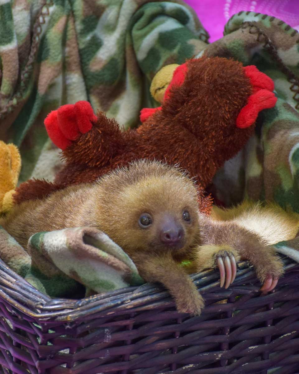 A baby sloth at a rescue center in Costa Rica