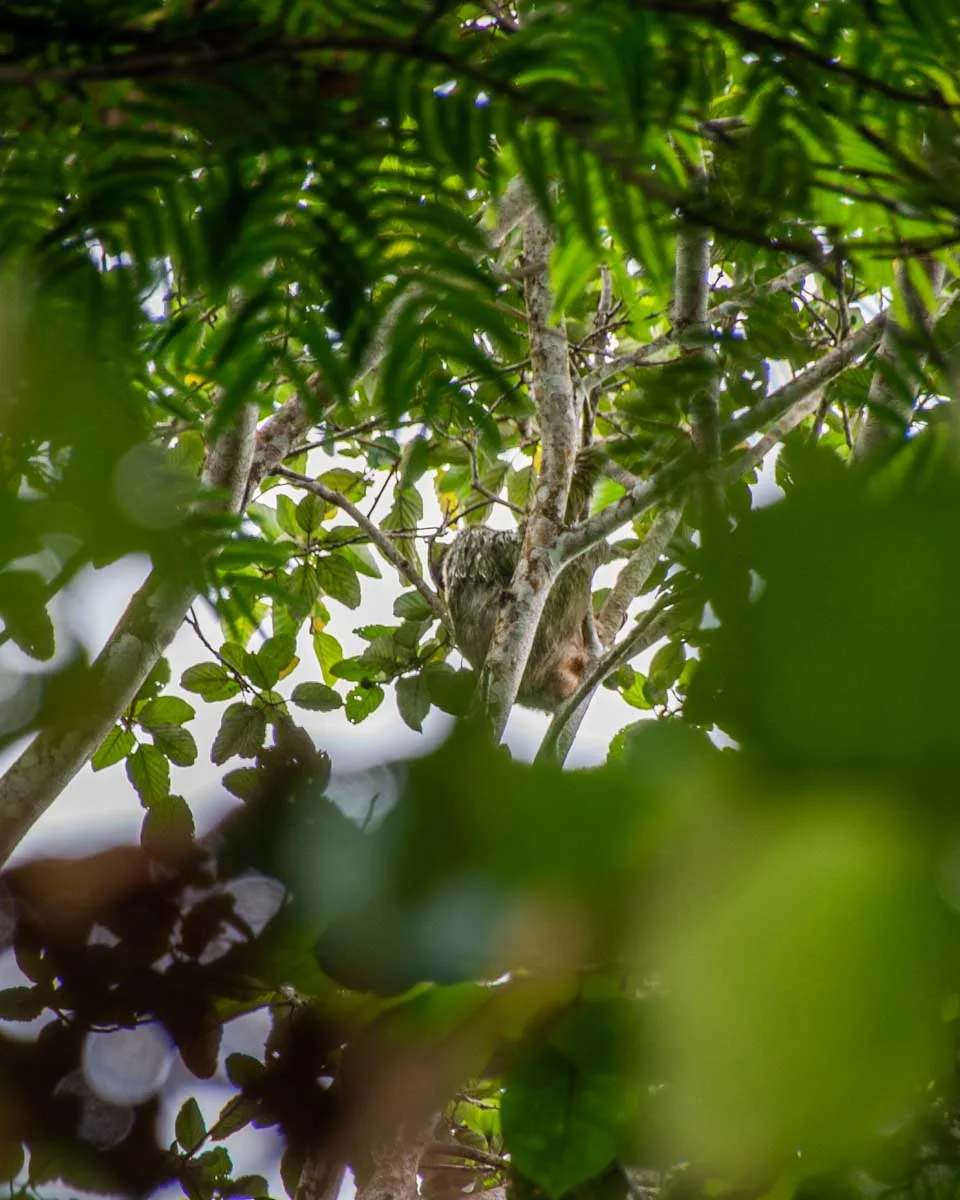 A sloth high up in a cecropia tree in Costa Rica