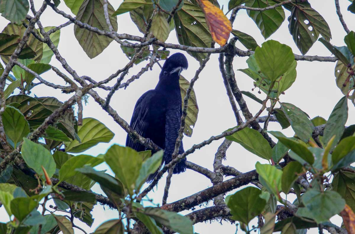 Bare-throated Umbrellabird in Costa Rica