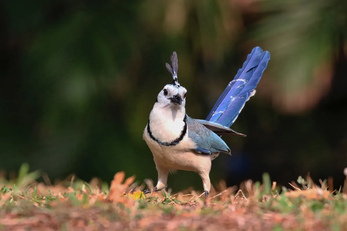 White-throated Magpie Jays in Costa RIca