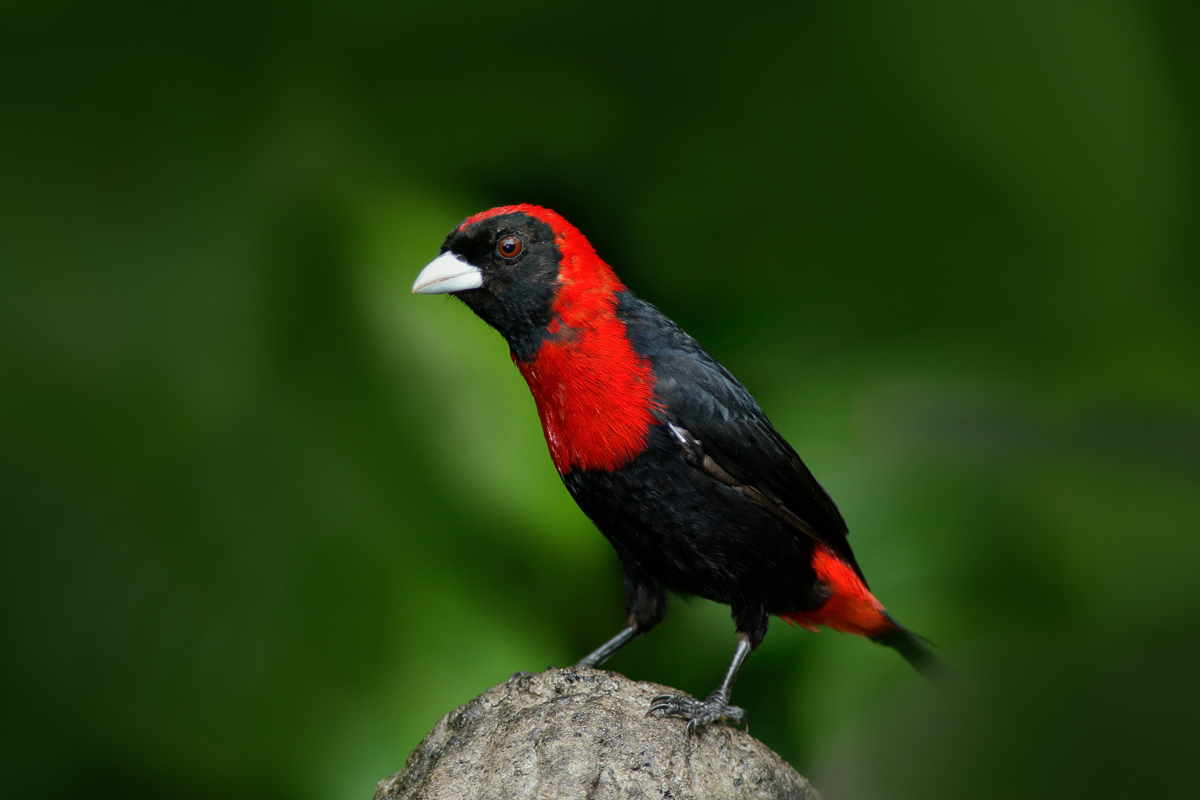 a Crimson-collared Tanager in Costa Rica