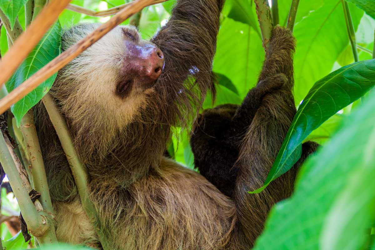 Cute sloth in a tree in Costa Rica