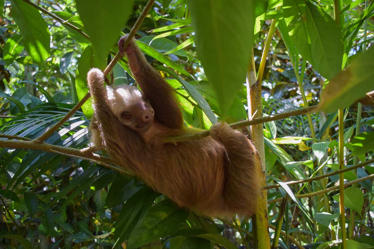 Older sloth at a rescue center in Costa Rica