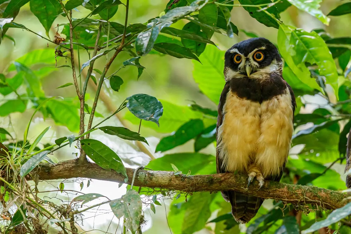 Spectacled Owl in the forest of Costa Rica