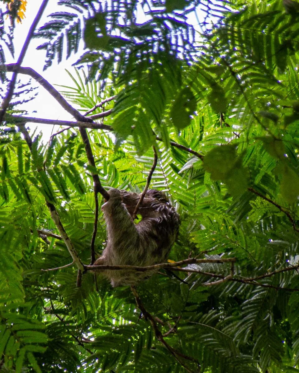 Sloth deep in the trees in Costa Rica