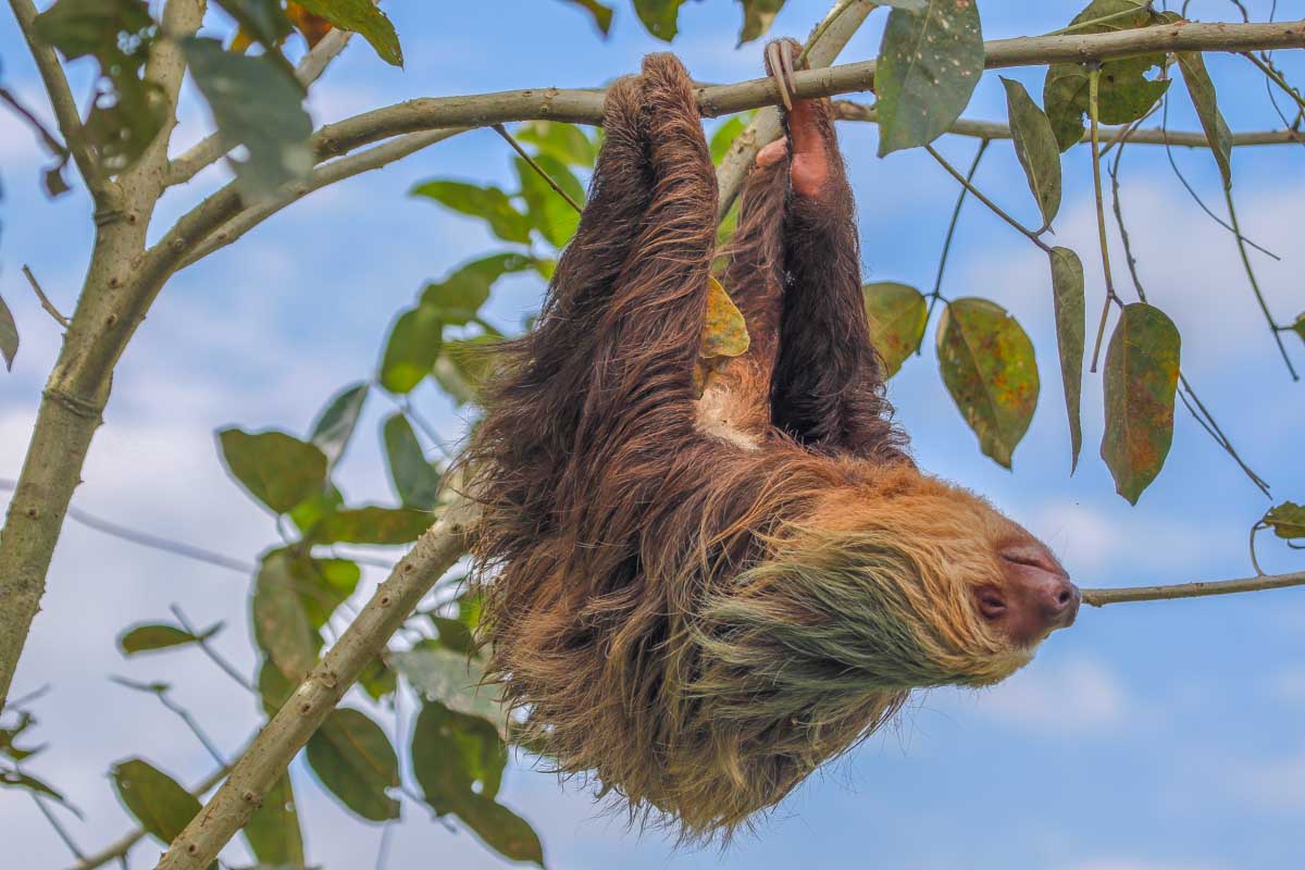 Sloth hangs from a tree two toed