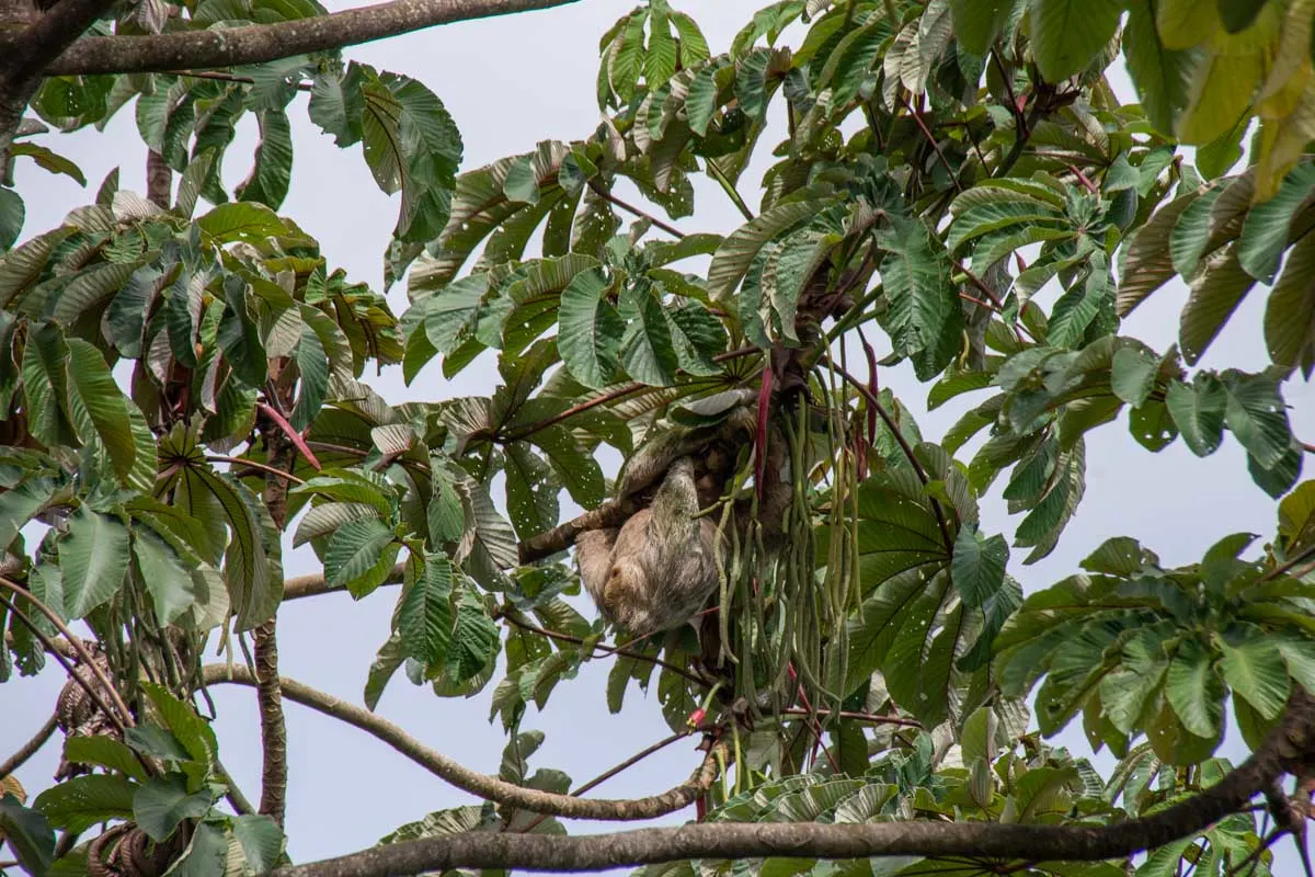 Sloth in a cecropia tree in Costa Rica