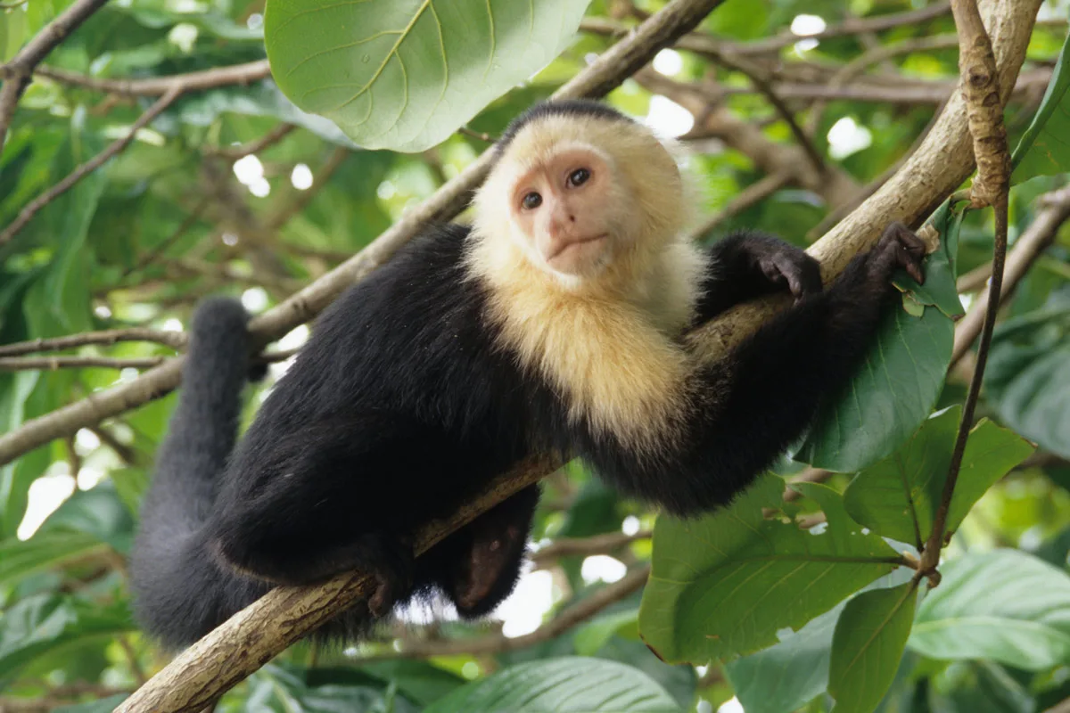 white-faced Capuchin monkey in Puerto Calderas, Costa Rica