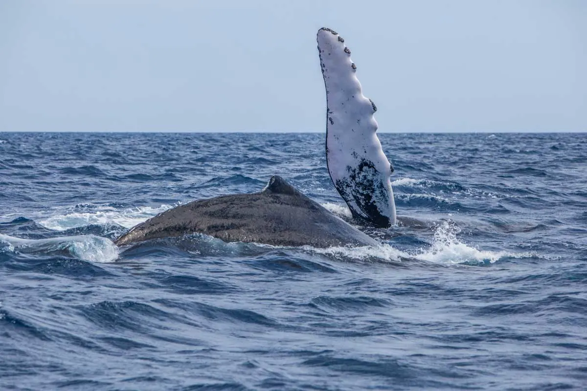 A hump back whale arm breaches the water off the coast of Costa Rica on the pacific coast