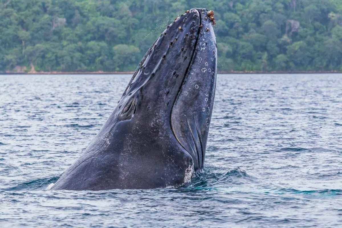 A humpback whale breaches head first in Costa Rica