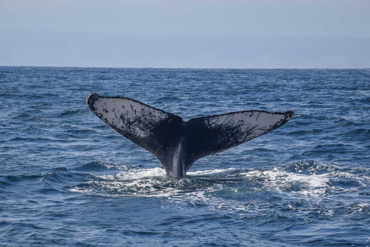 A humpback whale tale off the coast of Uvita, Costa Rica