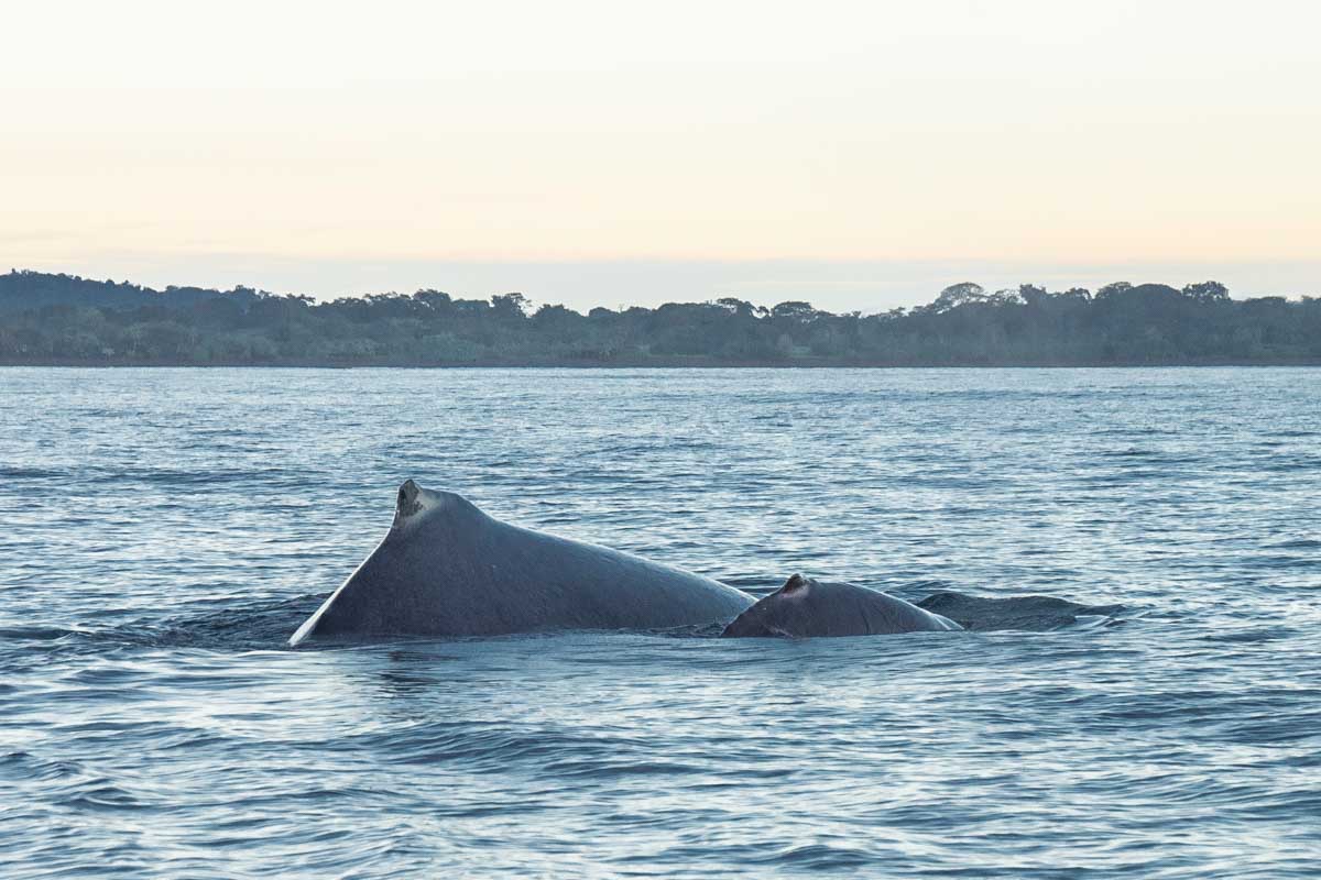 A mother and baby humpback whale swim together in Costa Rica on a tour