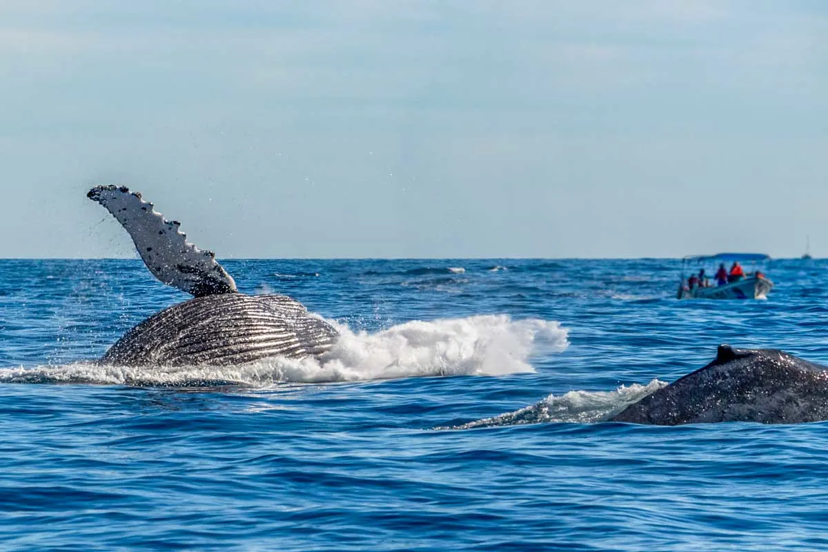A whale watching boat sits at distance from a mother and baby humpback whale in Costa Rica