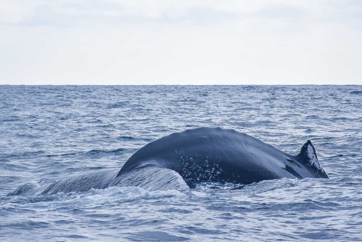 Humpback whale dives down off the costa of Manuel Antonio, Costa Rica