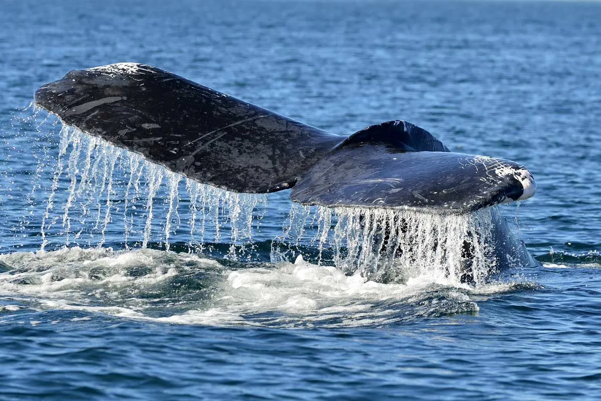 Humpback whale tail in Costa rica