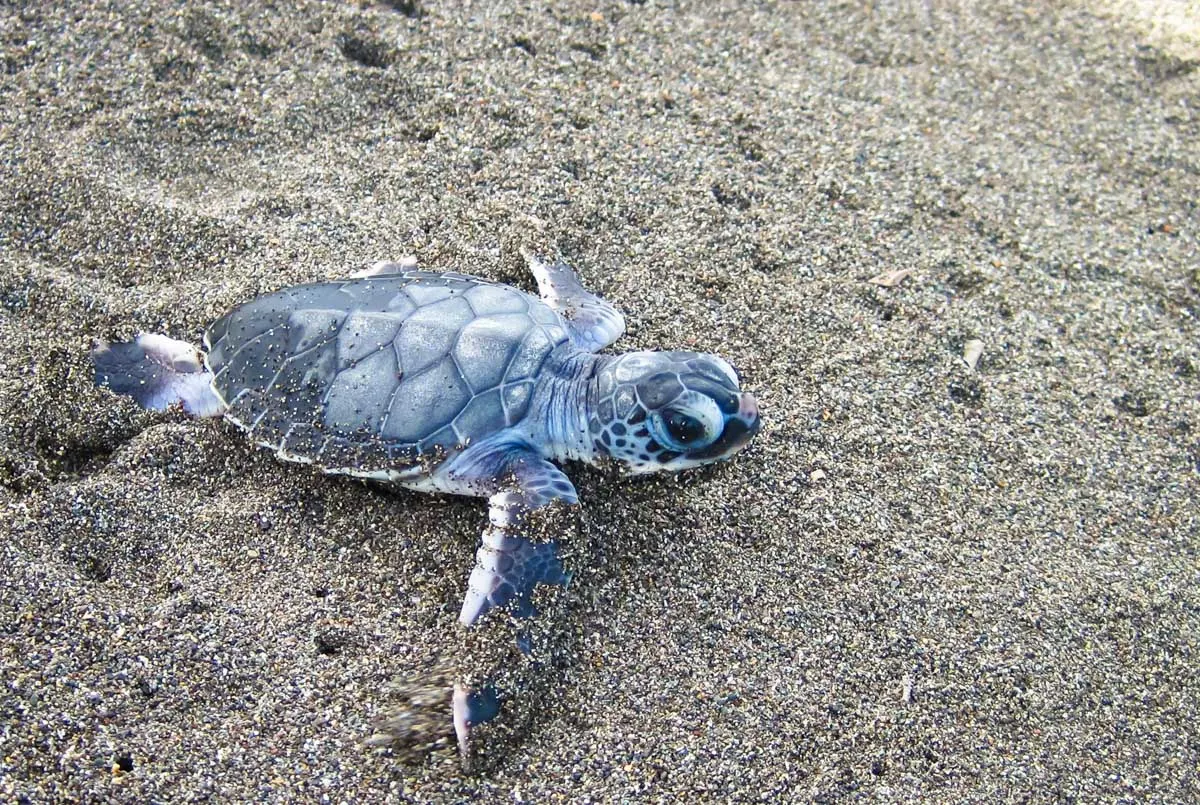 A baby turtle in Costa Rica on a beach